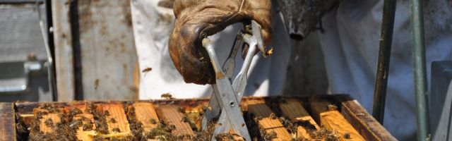 La propolis est partout dans la ruche elle colle les éléments