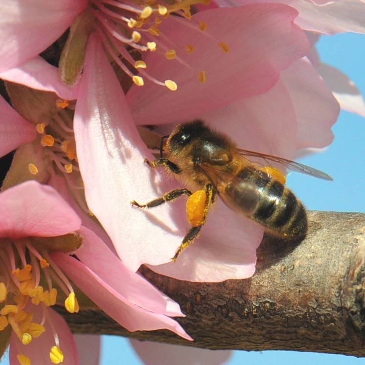 L'abeille,un acteur essentiel dans la pollenisation des amandiers
