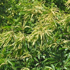 Castaño en flor