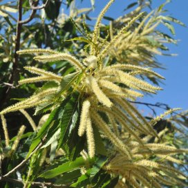 En pleine floraison les chattons dégagent une odeur très forte, un peu acre que l'on retouve aisément dans le miel