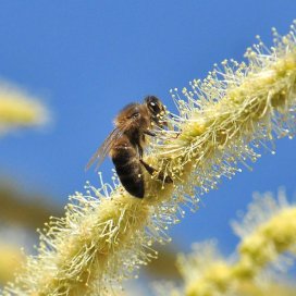 Kastanienblüte in ein paar Tage trocknen