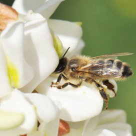 une abeille puise le précieux nectar au fond de la corolle d'une fleur d'acacia