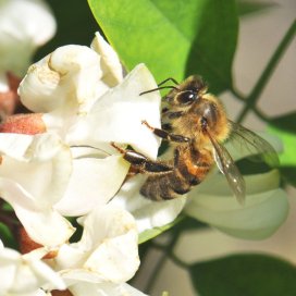 Miel de Acacia