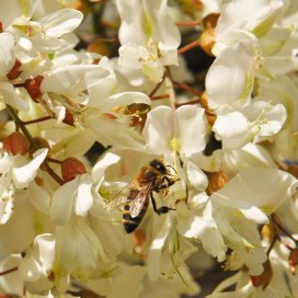 En pleine floraison des acacias, une ruche peut récolter 3 kilos de miel par jour
