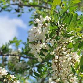 Voici de belles grappes de fleurs d'acacia pour faire les fameux beignets d'acacia : simplement délicieux ! )