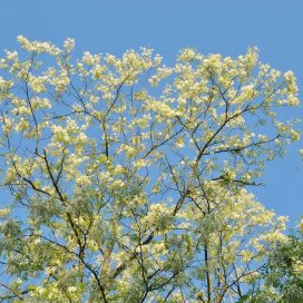 La fleur d 'Acacia est fragile: un simple orage peut mettre à terre les grappes de fleurs