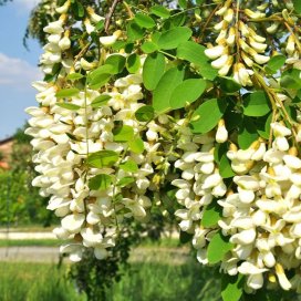 La fragilté des grappes de fleurs exposée au vent et à la pluie rend la miellée d'acacia très aléatoire