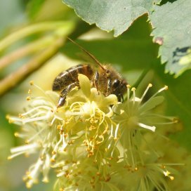 Lindenhonig