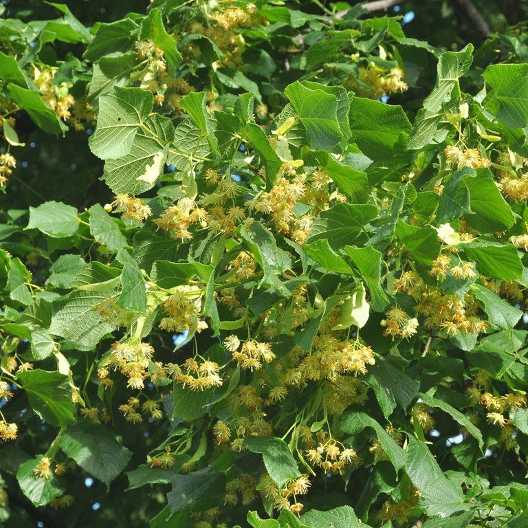 Linden Honey with menthol flavour - Sweet and aromatic - Direct Producer