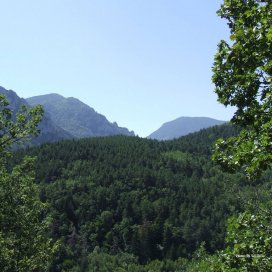 Zone de production du miel de foret dans la haute vallée de l Aude les coniferes se mélange avec les feuillus