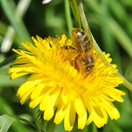 Dandelion Honey