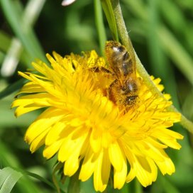 La miellée de pissenlit peut être très violente en montagne et provoquer l'essaimage des colonies