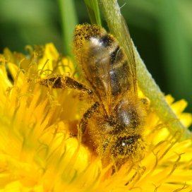 Les abeilles ramassent également beaucoup de pollen sur les fleurs de pissenlit