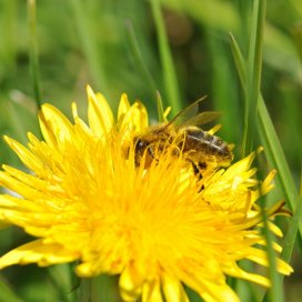 Dandelion Honey