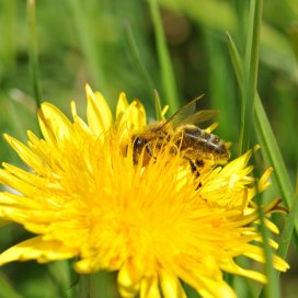 L abeille butine volontiers les fleurs de pissenlit