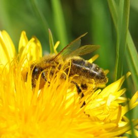 Dandelion Honey