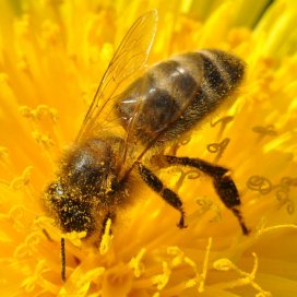 Dandelion Honey