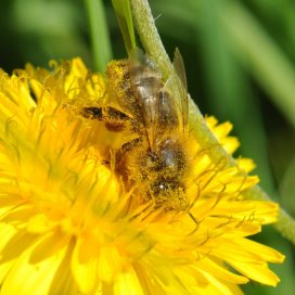 L'abeille , en disséminant le pollen d'une fleur à l'autre, contribue directement à la reproduction des espèces végétales