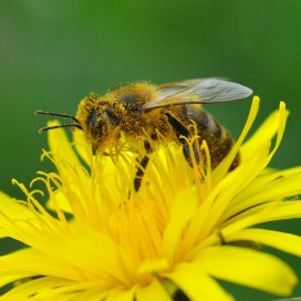 Dandelion Honey