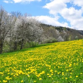 Un paturage dans la haute vallée de l'aude couvert de pissenlits en fleurs au mois de mars