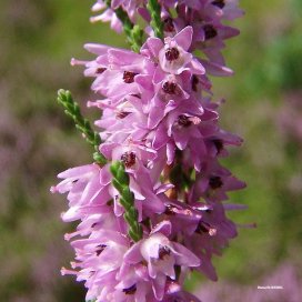 les fleurs de la bruyère callune sont roses et formées d'un calice membraneux, avec une corolle très petite.