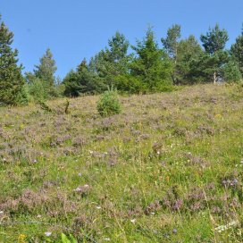 A la fin de l'été, la Bruyère callune fleuri sur les sommets