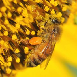 l'abeille est le pollinisateur d 'exellence pour le tournesol