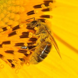 Si les abeilles viennent à disparaitre.... l'humanité toute entière disparaitra