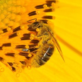 Sonnenblumenhonig