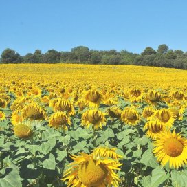 Un champ de Tournesol dans le Lauragais: des fleurs à perte de vue !