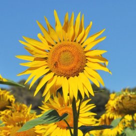 Une large capitule pouvant acceuillir de nombreuses abeilles