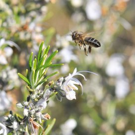 Le romarin est une plante tres méllifère, il peut fleurir de septembre à mars