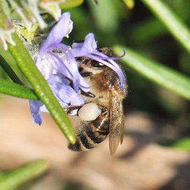 Le romarin est également un grand pourvoyeur de pollen