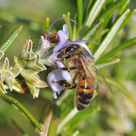 Le romarin fourni un nectar abondant et concentré