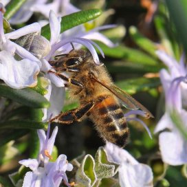 Quoi de plus beau qu'une abeille sur une fleur ?