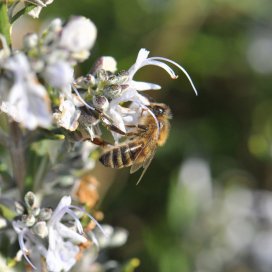 le romarin une plante généreuse pour les abeilles