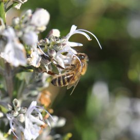 Rosemary