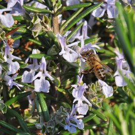 Rosemary