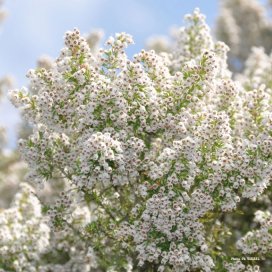 La bruyère Blanche est une plante typique du pourtour Méditérranéen