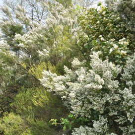 La Bruyère blanche est un grand buisson ligneux qui peut atteindre couramment 3 m de hauteur.