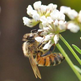 Thyme Honey