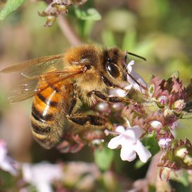 Thyme Honey