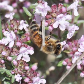 Thyme Honey