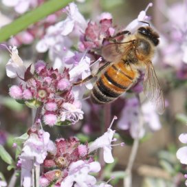 Thyme Honey