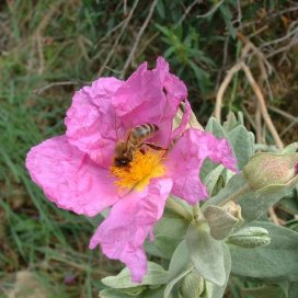 Miel de Garrigue-Thym