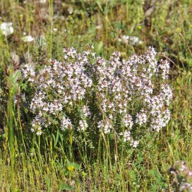 Thyme Honey