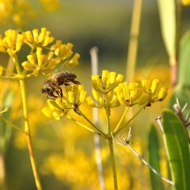 Bupleurum Honey