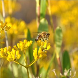 Une des rares fleurs mellifères de l'eté dans les garrigues