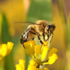 Le Buplèvre est une fleur qui résiste au soleil de l'été