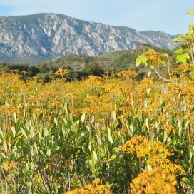 Un massif de Buplèvre en fleur dans la vallée de l' Agly